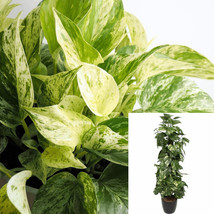 Pothos Marble Queen 5Gallon Houses Air Purifying Vine Hanging Live Vine - $85.13