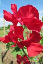 50 Rosemary Padley Sweet Pea Seeds Garden Free Ship - $13.48