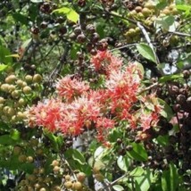 10 Lawsonia Inermis Henna Seeds For Planting   - $19.50