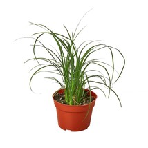 Palm Ponytail-3" Pot - $1,143.71 MXN