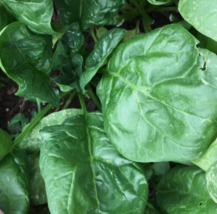 RAFH 75 Giant Noble Spinach Seeds, Non-Gmo, Variety Sizes USA Seller - $8.39