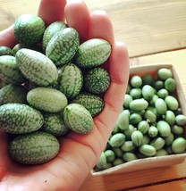 20 Seeds Heirloom Mouse Melon Sandiita Cucamelon Melothria Scabra - £10.56 GBP