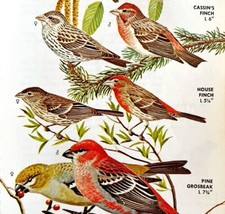 Red Finches 4 Varieties And Types 1966 Color Bird Art Print Nature ADBN1p - £15.70 GBP