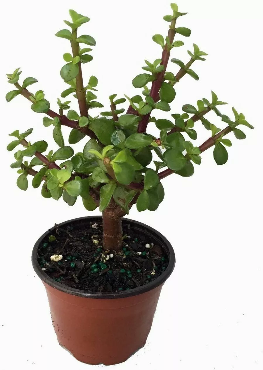 4&quot; Pot Portulacaria Miracle Spekboom Afra Mini Jade Indoors Or Bonsai Live Plant - £56.13 GBP