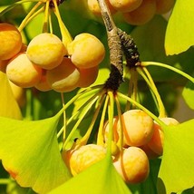 USA Seller Ginkgo Biloba Tree Seeds Maidenhair Gingko Fossil Silver Apricot Gink - $16.95