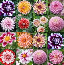 20 Seeds For Mixed Colors Dahlia Pink Red   - £13.12 GBP