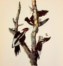 Ivory Billed Woodpecker 1950 Lithograph Print Audubon Bird 1st Edition DWU14F - £23.97 GBP