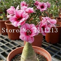 Genuine Desert Rose Bonsai 1  pcs Adenium Obesum Flower Bonsai Plant Air Purific - £6.67 GBP
