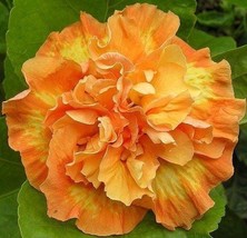 Flameball**Small Rooted Tropical Hibiscus Starter Plant**Ships Bare Root... - £26.97 GBP