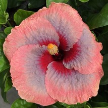 15 Seeds Hibiscus Rainbow House Plant Fresh Seeds Easy to Grow Ship From USA - $15.50