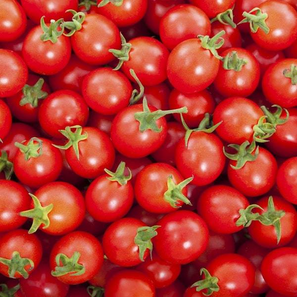 Rio Fuego Tomato Seeds Fresh Garden Seeds Fresh Seeds - $3.00