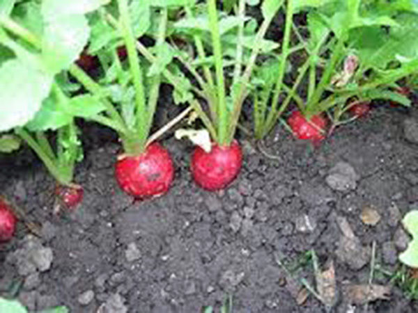 RADISH, CHAMPION, HEIRLOOM, ORGANICLY GROWN 50+ SEEDS, PERFECT SALAD RADISH