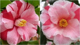 Lady Vansittart Variegated Camellia Japonica - Live Plant - Quart Pot - £41.55 GBP