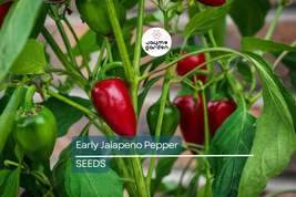 Early Jalapeno Pepper Seeds | Heirloom, Non-GMO | 3,500-5,000 Scoville |... - $4.99+