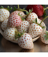 25 White Pineberry Strawberry Live Plants Bare Root Pineapple Flavor Gar... - $98.90