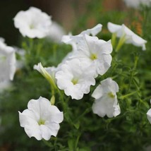 GIB Petunia Grandiflora White 25 Seeds - £7.19 GBP