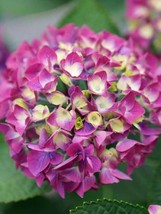 5 Seeds Hydrangea Wee Bit Diddy Swift Growth Heirloom Seeds Enjoy Garden... - $8.35