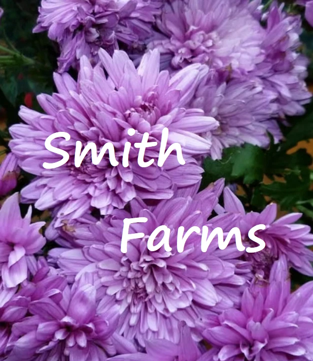200+ Seeds Purple Lavender Chrysanthemum Flowers Mums - $11.39
