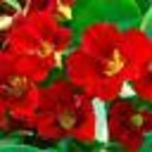 20 Seeds Nasturtium MAHOGANY GLEAM Red Vine Pollinators Hummingbirds USA... - £9.41 GBP