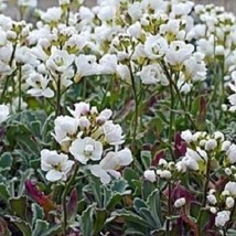 50 Arabis Snow Cap White Perennial Flower Seeds New Fresh US Shipping - $4.80