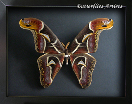 Archaeoattacus Edwardsii XL Largest Saturn Moth Framed Entomology Shadowbox - £104.59 GBP