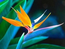 LimaJa Bird of Paradise Flower Seeds 5 Fresh Authentic Seeds - $6.00