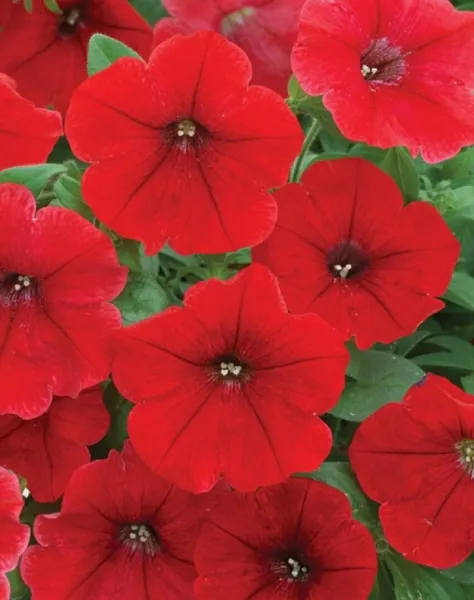 Petunia Seeds Trilogy Rouge Trailing Petunia 25 Pelleted Seeds Garden - £15.44 GBP