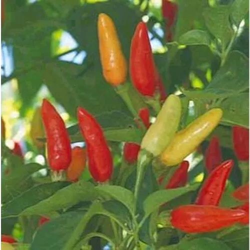 Fresh Seeds Pepper Hot Tabasco Great Vegetable 30 Seeds - $11.58