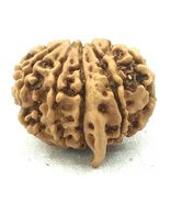 Rare 10 Mukhi Ganesha Rudraksha - Nepal Bead - Lab Certified - $345.79 CAD