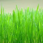  300+ Seeds Cat Grass/Red Wheat,. Heirloom~Organic - £9.04 GBP
