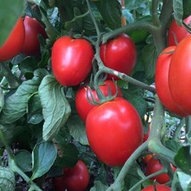 Rio Grande Tomato Seeds Organic Garden Fast Shipping - £4.82 GBP