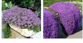 Creeping Thyme Seeds Purple Pink CreSS Rock Flowers 900 Seeds - £25.63 GBP