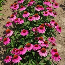 50 Seeds Coneflower Rosanda Plant Heirloom Seeds Quick Beauty - £6.61 GBP