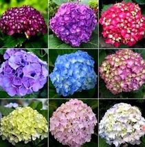 AF - 10+ Hydrangea Mixed Seeds - £7.77 GBP