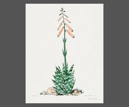 Delightful Vintage Botanics Art Poster Print of a Variegated Aloe 22 x 30 in - £23.94 GBP