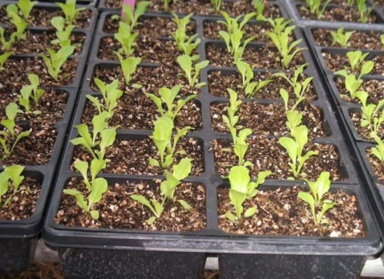 Must-Have for Gardeners Grand Rapids TBR, Lettuce  for your late summerf... - $91.14 MXN