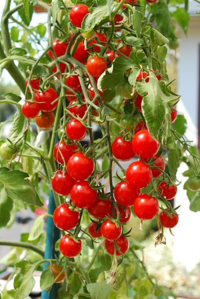 Tomatoes cherry seeds- 100 seeds - code 052 Item image 2