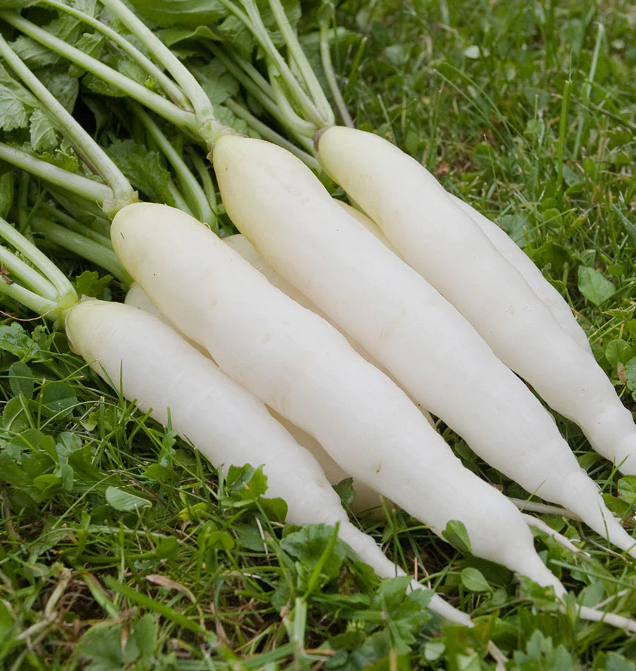 Radish White Icicle 200 Vegetable Seeds - $7.98