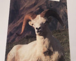 Vintage Denali Park Brochure Alaska Sightseeing Tours BRO11 - $8.90