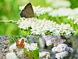 1001+WHITE YARROW Flower Milfoil Perennial Native Wildflower Herb Seeds  - £10.19 GBP