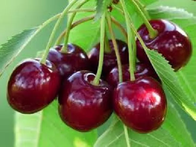 10 Seeds of Red Cherry Fruits E136, Home Garden Fruit Seeds Item image 4
