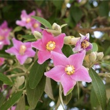 Lagunaria Patersonia, Pyramid Tree, Queensland White Oak  20 Seeds 2023   From U - $14.99