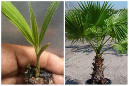 Washingtonia Filifera Palm Tree live plant - £63.32 GBP