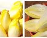 2 Gram Packet Endive Seeds - Witloof Chicory - £14.89 GBP