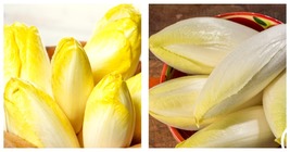 2 Gram Packet Endive Seeds - Witloof Chicory - £15.13 GBP