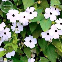 NEW Thunbergian White Morning Glory with Black Eyed Susan Flowers, 20 seeds, vin - £4.23 GBP