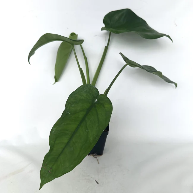 HGBO Syngonium Chiapense Or Reverted Variegated 3.5 Inch Pot USA Seller - $49.98