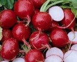 100 Seeds Champion Radish Seeds Heirloom Organic Non Gmo Fresh Fast Ship... - £7.22 GBP