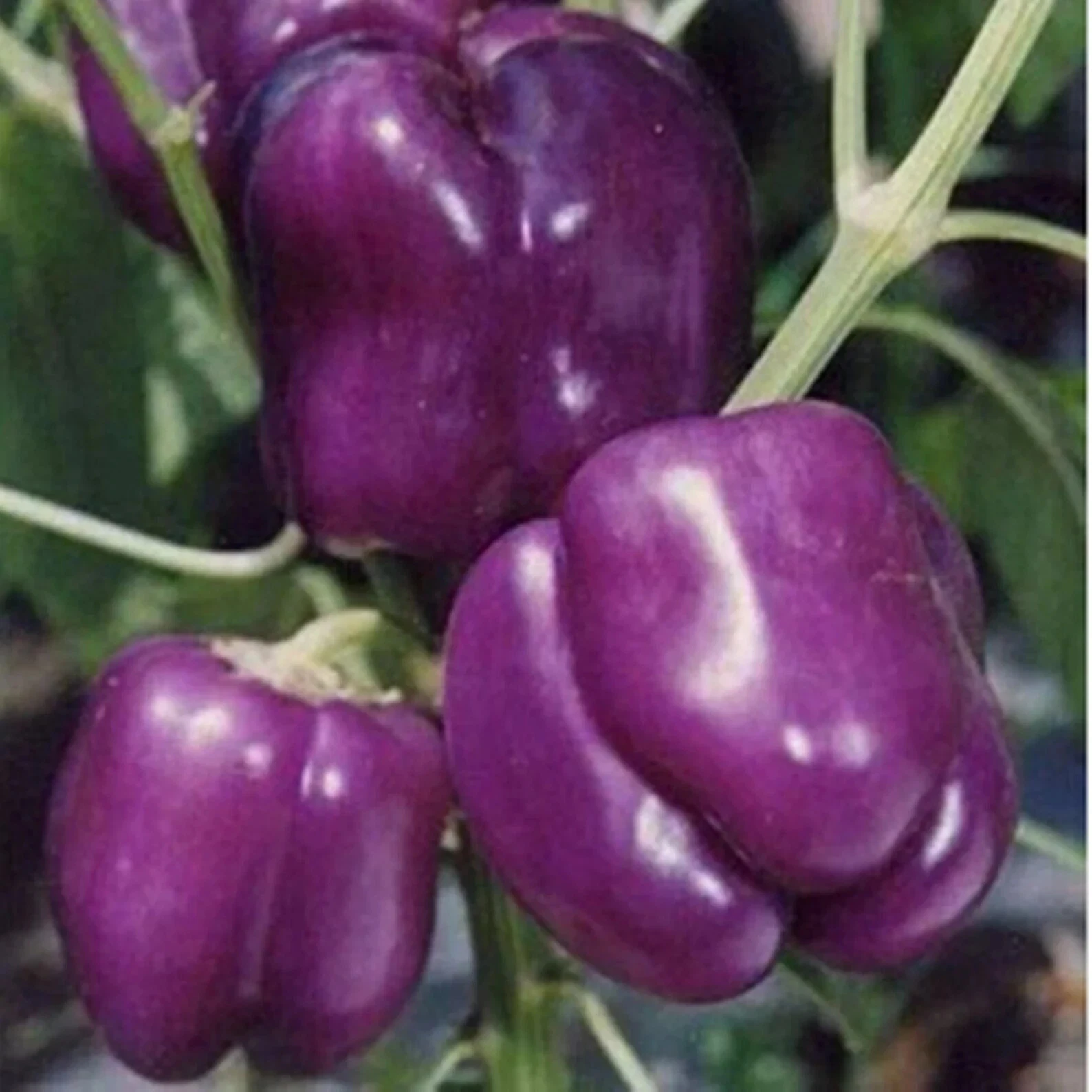 50+ PURPLE BEAUTY SWEET / LILAC BELL PEPPER, ORGANIC SEEDS, Season Seeds... - $5.75