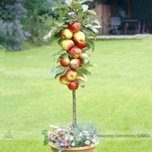 New Fresh Red Sweet Bonsai Apple Tree Fruit Organic Seeds Pack 10 Seeds / Pack G - $4.73